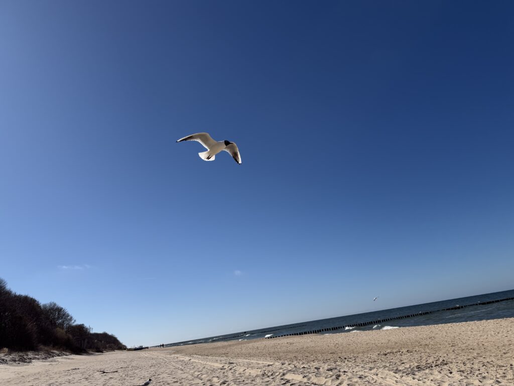 Plaza w rewalu w dniu 08.04.2026. Mewa leci na gorze